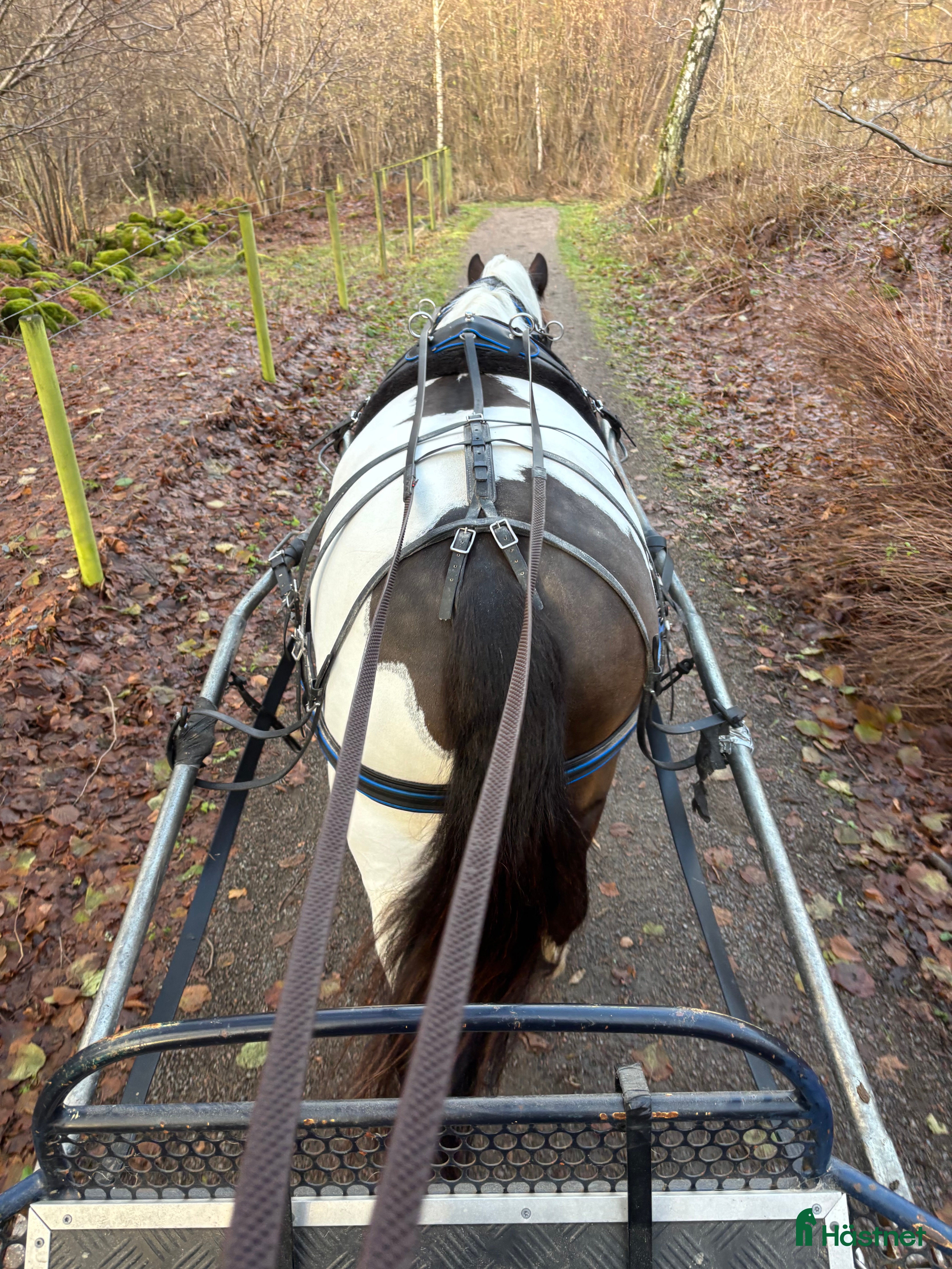  medryttarhäst finnes: Groom/Medryttare i Helsingborg - Annons 4