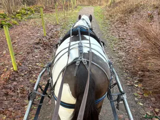 medryttarhäst finnes: Groom/Medryttare i Helsingborg - Annons 2