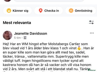 hästar Ponny i Mörarp - Annons 15