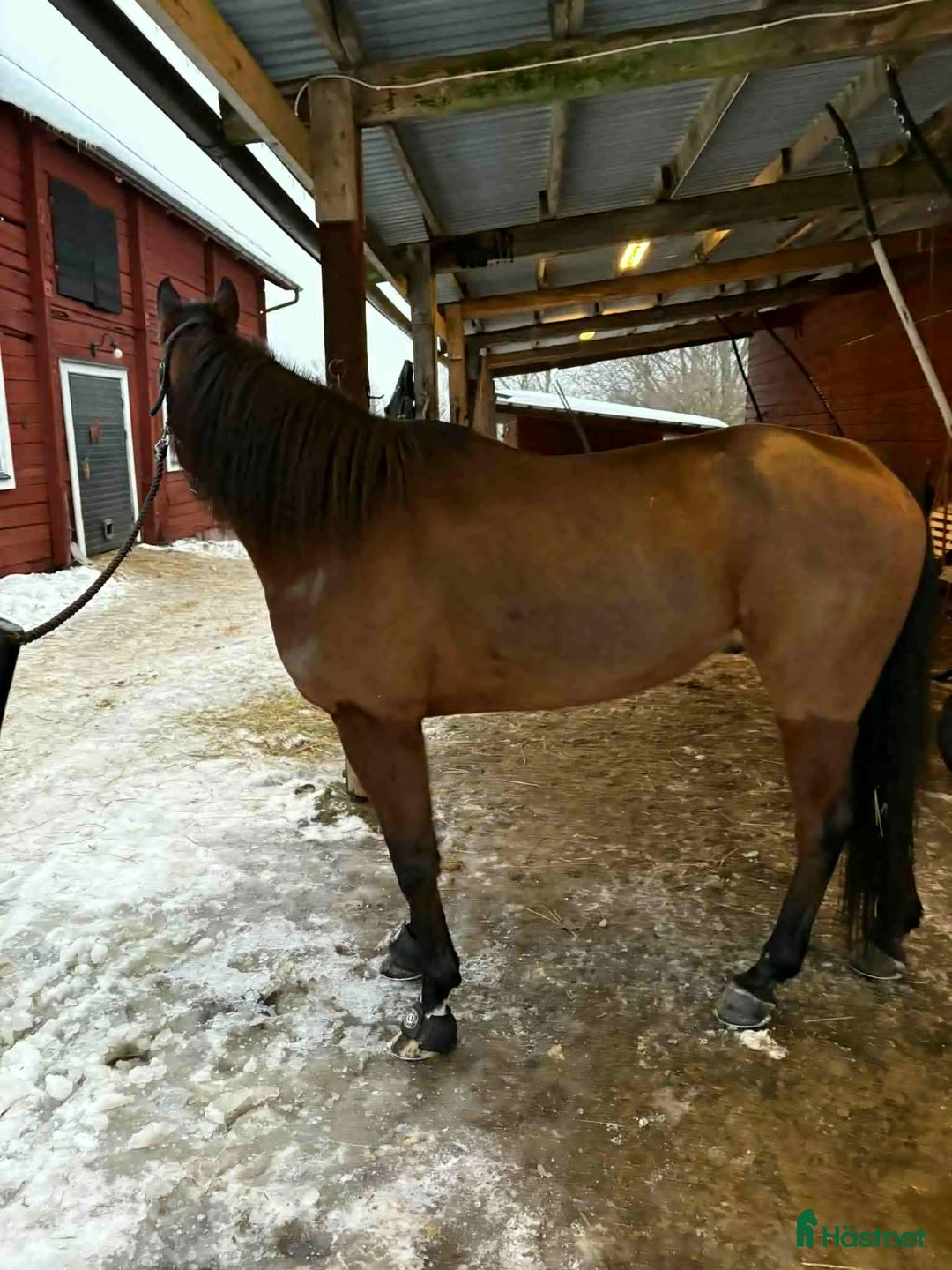 Allround hästar till salu: Ajlexes Abraxas i Falun - Annons 3