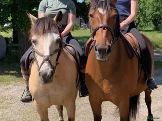 hästar Två härliga skogsmullar - Annons 18