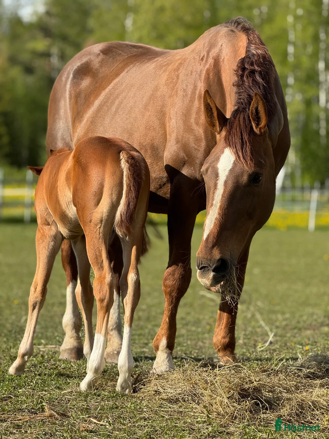 Avelshästar hästar till salu: 🧡 Avelssto med toppstam! 🧡 i Hackås - Annons 3