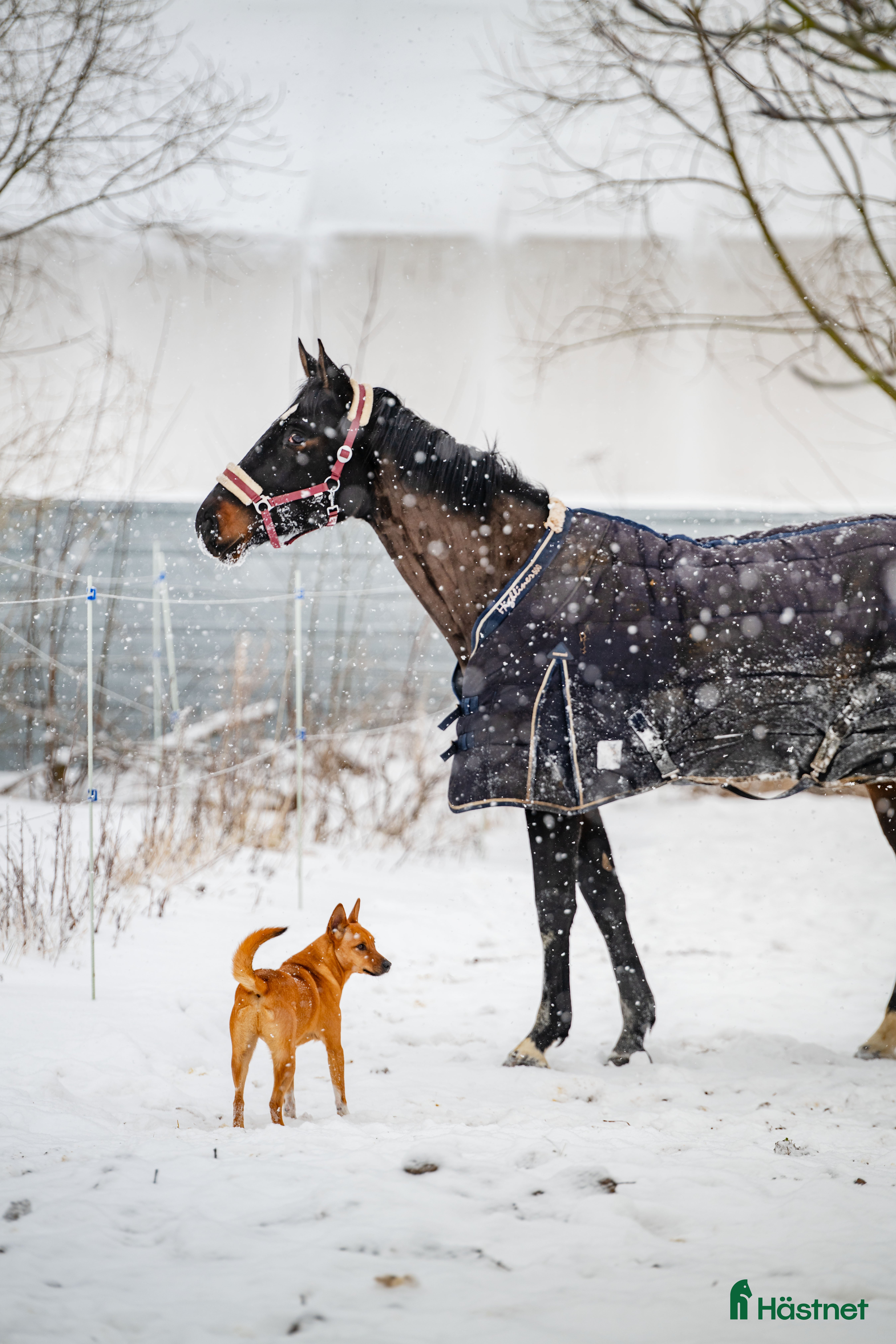  hästar Lovely mare looking for Home i Stockholm - Annons 14