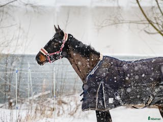 hästar Lovely mare looking for Home i Stockholm - Annons 17