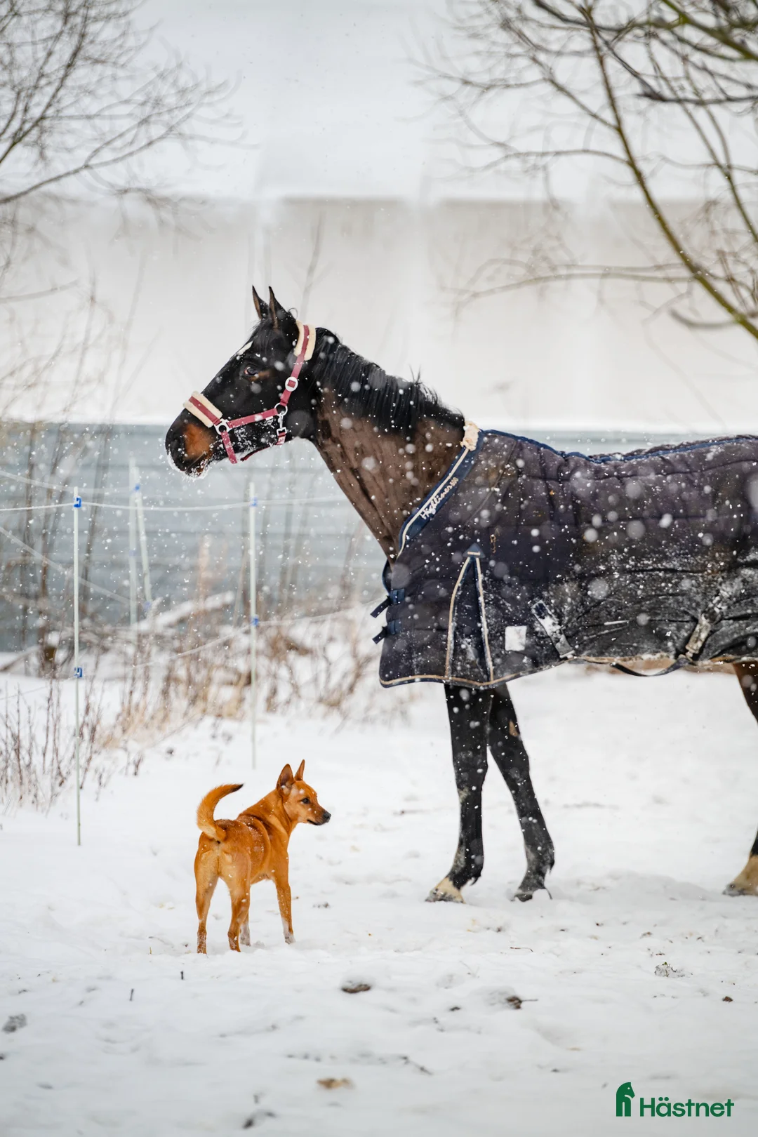 Hoppning hästar till salu: Lovely mare looking for Home i Stockholm - Annons 1