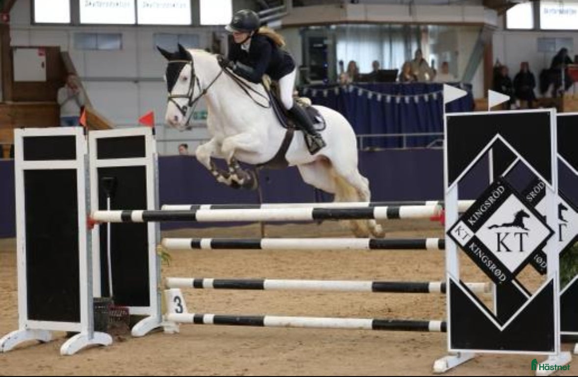  hästar Fantastisk D-ponny som hoppat MSV A - Annons 16