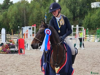 Hoppning hästar till salu: Vår b-ponny era håller på att ta slut.... i Varberg - Annons 1