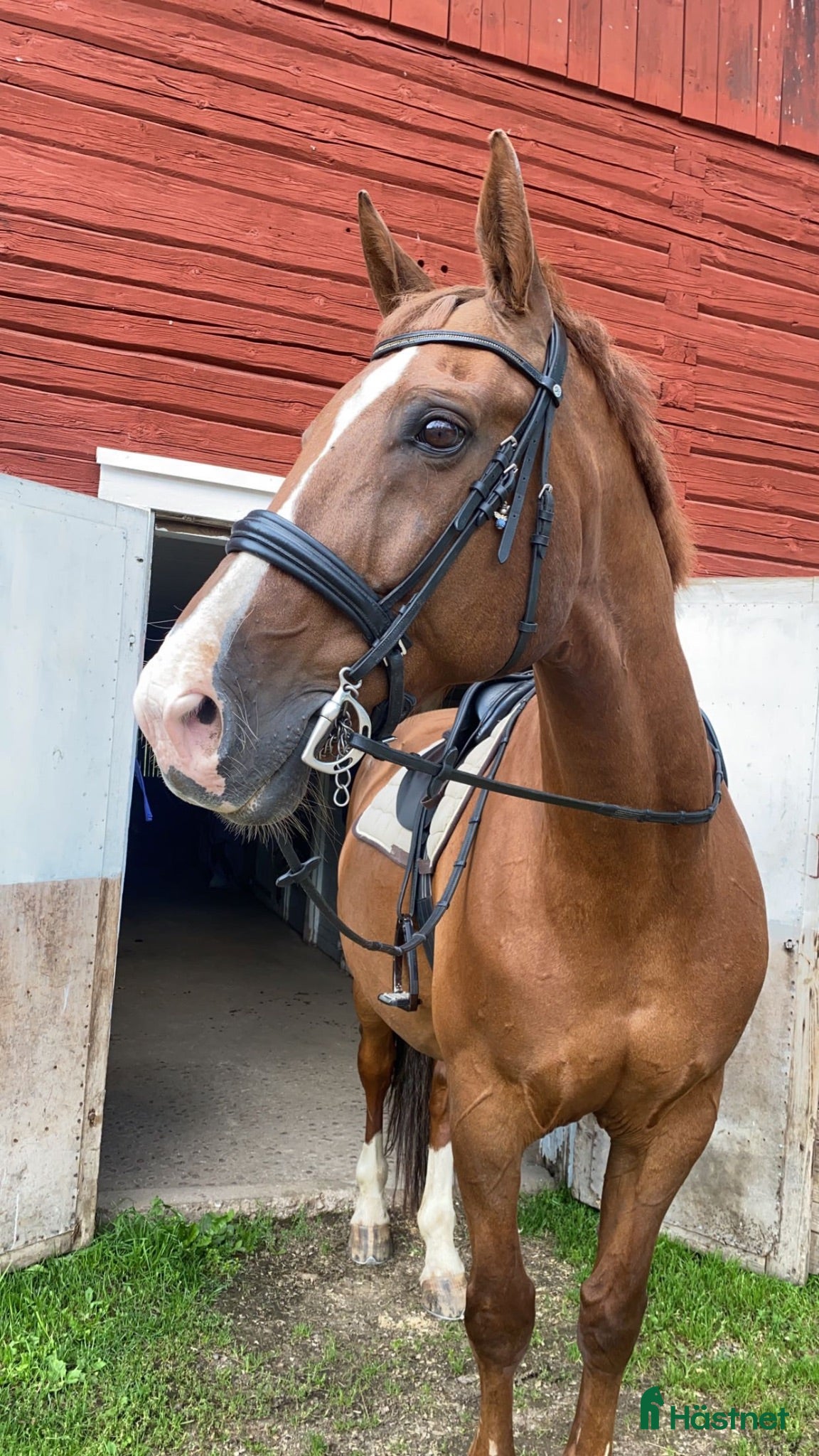  hästar Två fantastiska valacker söker nytt hem - Annons 1