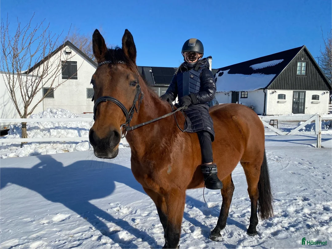 Allround hästar till salu: Fint halvblodssto - Annons 2