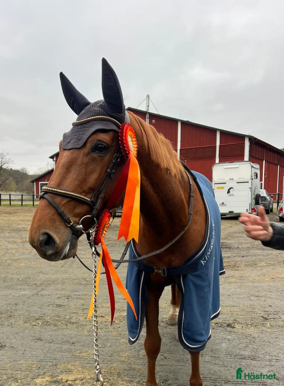Hoppning hästar till salu: Sto med fantastisk hoppkvalité i Säve - Annons 1