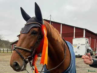 hästar Sto med fantastisk hoppkvalité i Säve - Annons 2