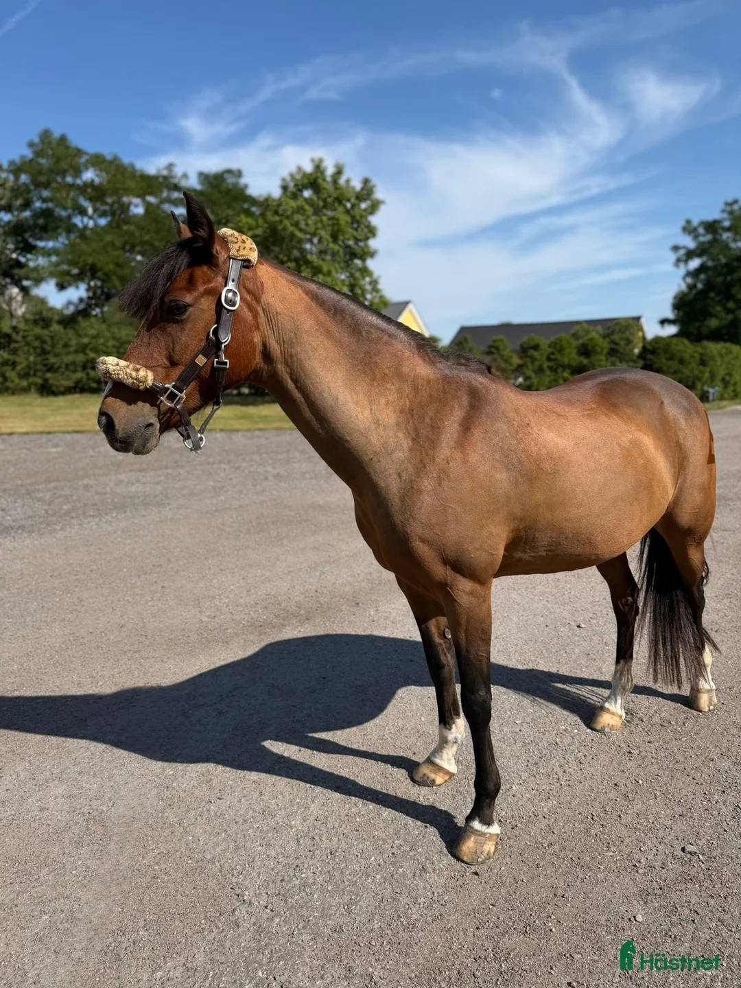Allround hästar till salu: Reserverad🌟 🩷Elegant C-ponny - It Aint Easy🩷 - Annons 2