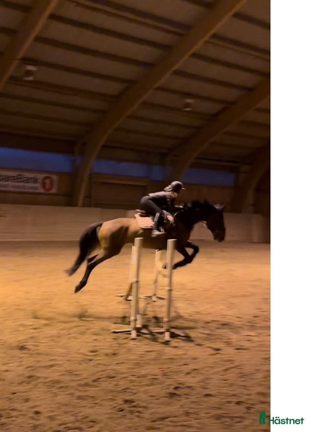 Hoppning hästar till salu: Snill spranghest med stor kapasitet i Nittedal - Annons 18