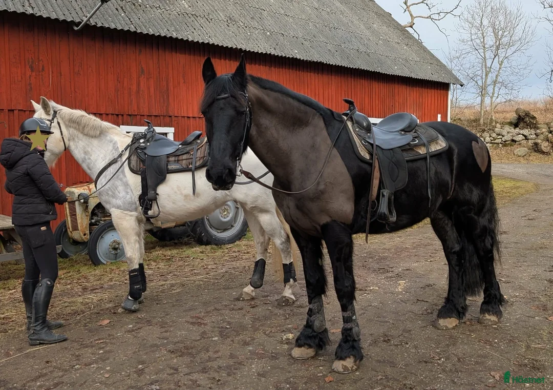  foderhäst sökes: Tanthäst i Ljungbyhed - Annons 1