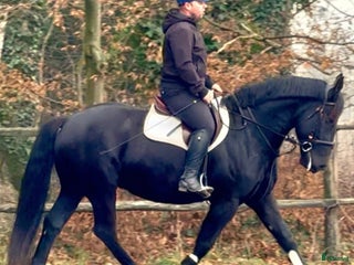 hästar Bombproof allrounder for Christmas i Örsundsbro - Annons 6