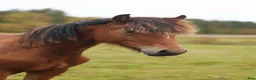Allround hästar till salu: Spännande Welsh cob sto  - Annons 9