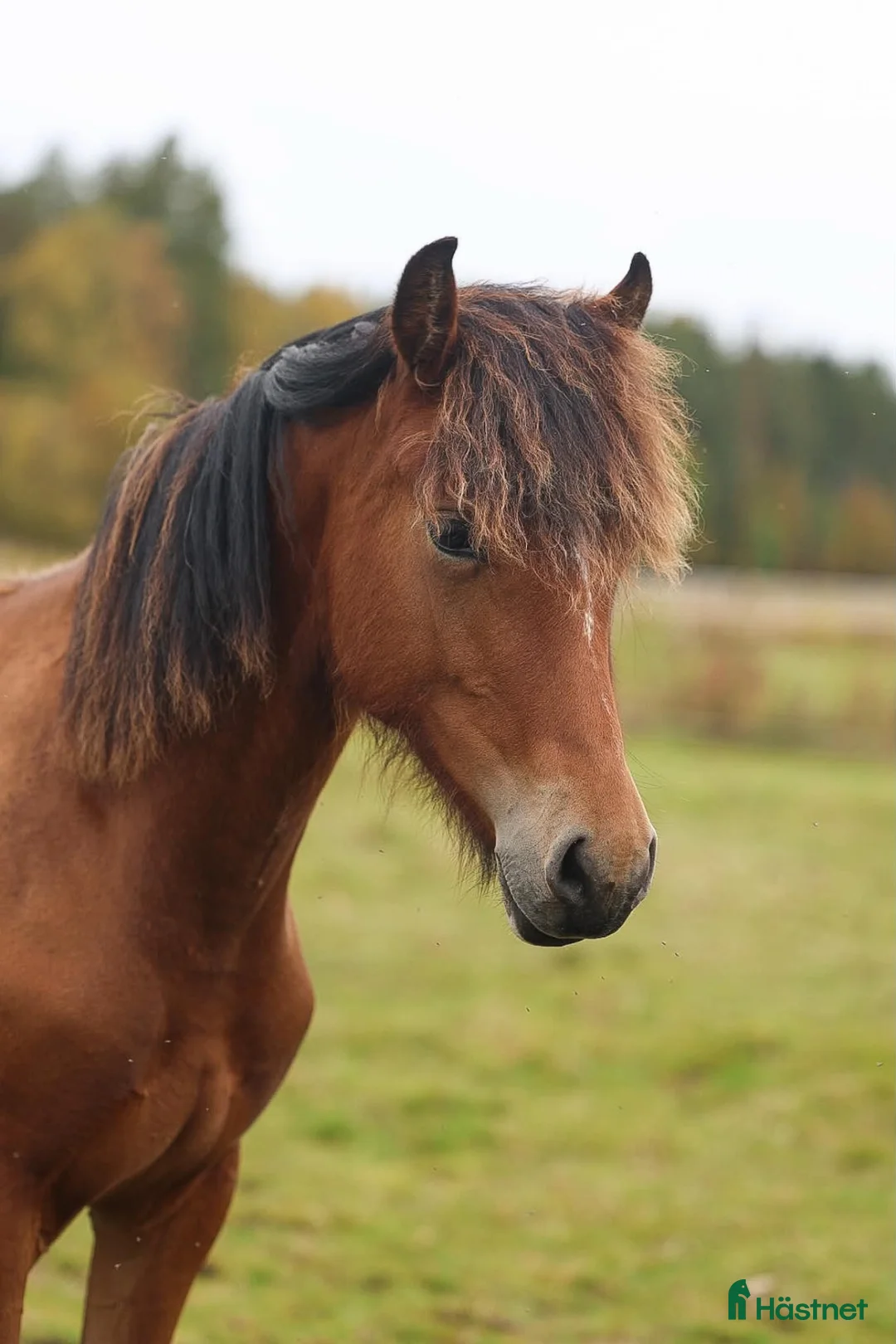 Allround hästar till salu: Spännande Welsh cob sto  - Annons 9