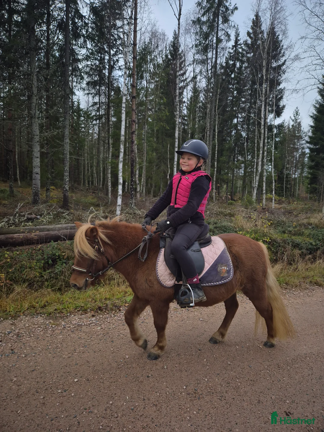 Trav hästar till salu: Film Shetlandsponny trav allround riden och körd  i Äppelbo - Annons 7