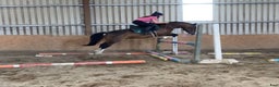 Hoppning hästar till salu: Welsh gelding 140cm i Ljungby - Annons 17
