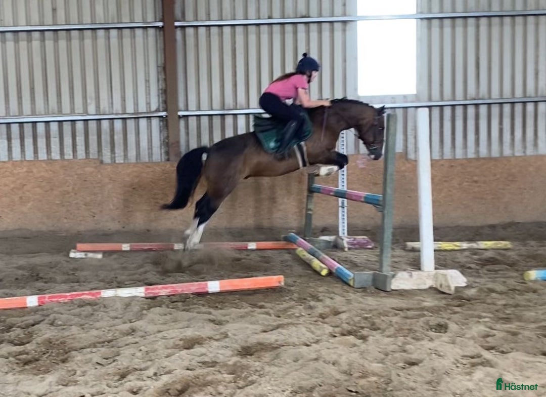 Hoppning hästar till salu: Welsh gelding 140cm i Ljungby - Annons 17