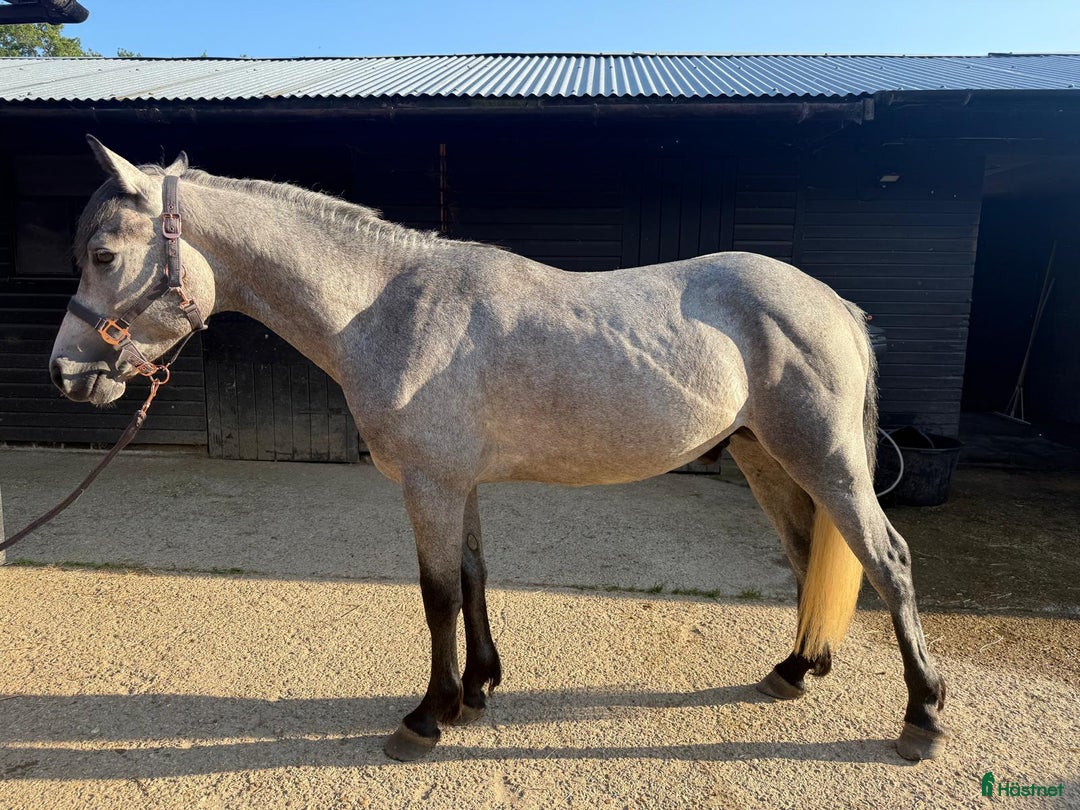 Hoppning hästar till salu: 3YO CONNEMARA – ELITE JUMPING PROSPECT i Ljungby - Annons 3