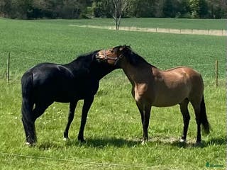 hästar Hobby häst säljes. i Österhaninge - Annons 6