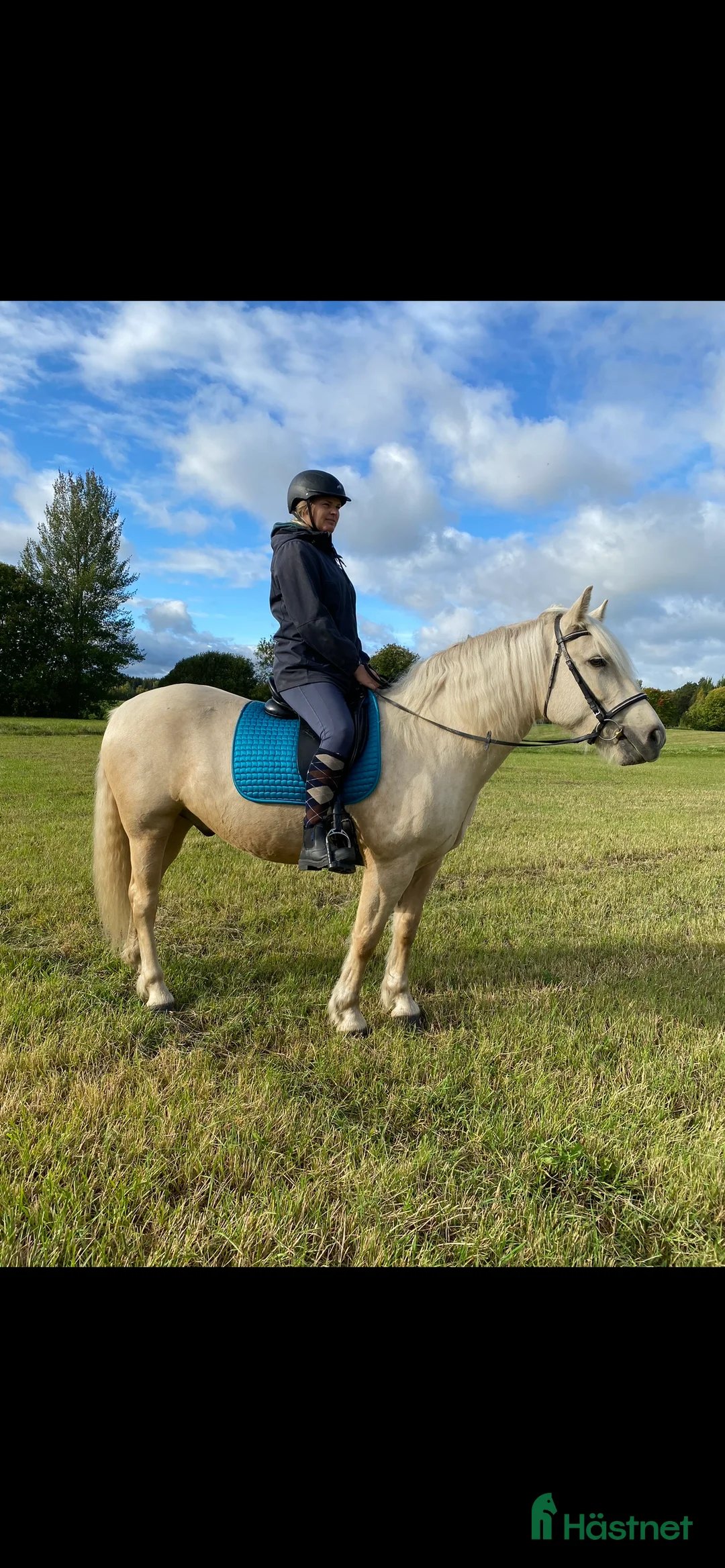 Sällskap hästar till salu: Sällskap/skogsmulle - Annons 4