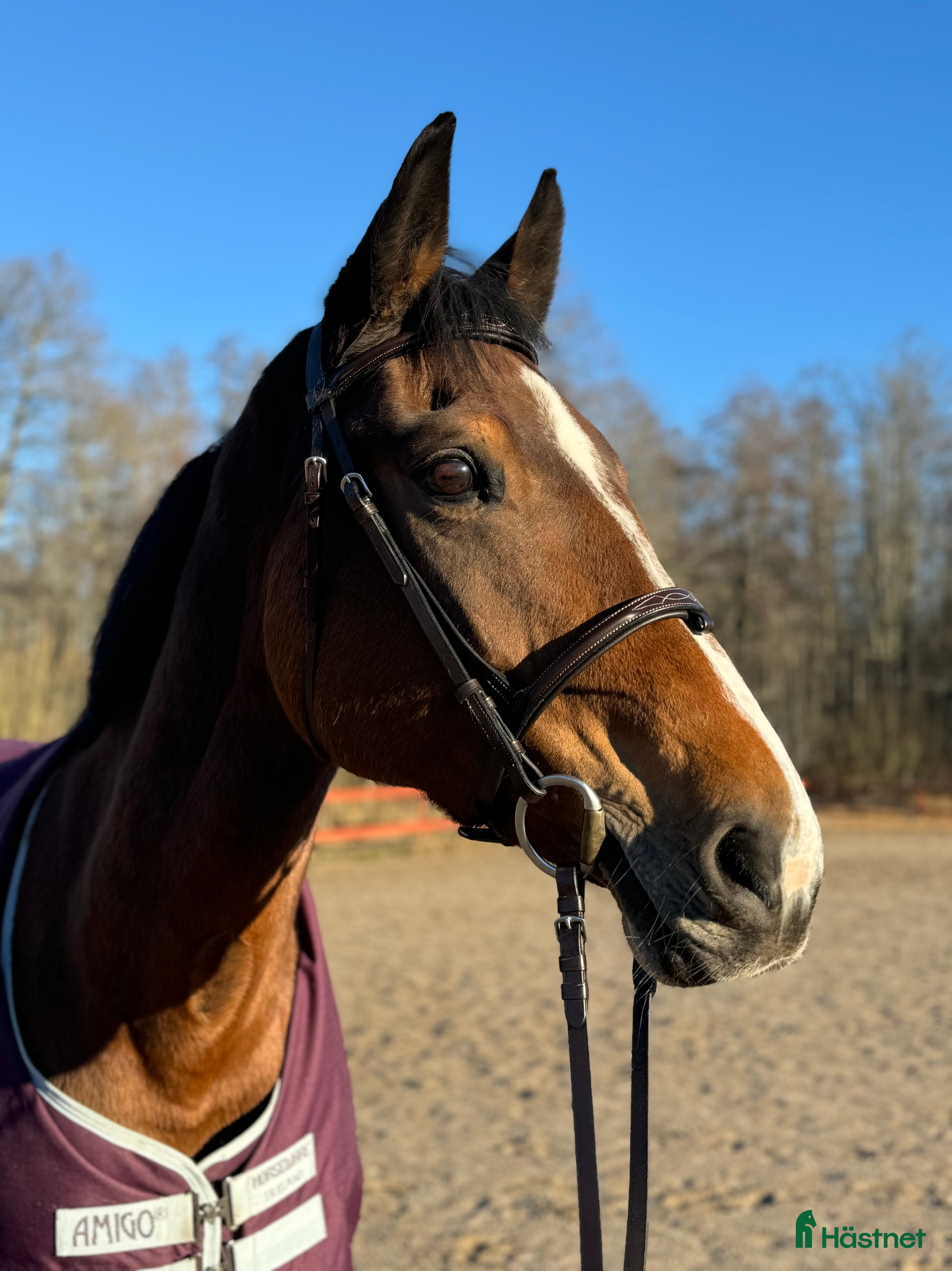  hästar SWB-sto till avel - Annons 1