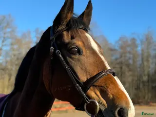 hästar SWB-sto till avel - Annons 1