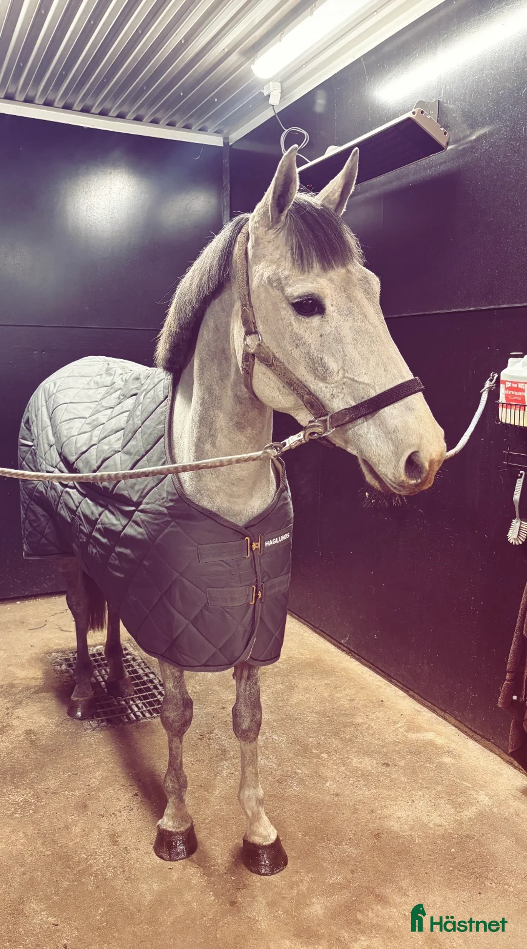 Hoppning hästar till salu: Fantastisk ponny!!💫💕 - Annons 3