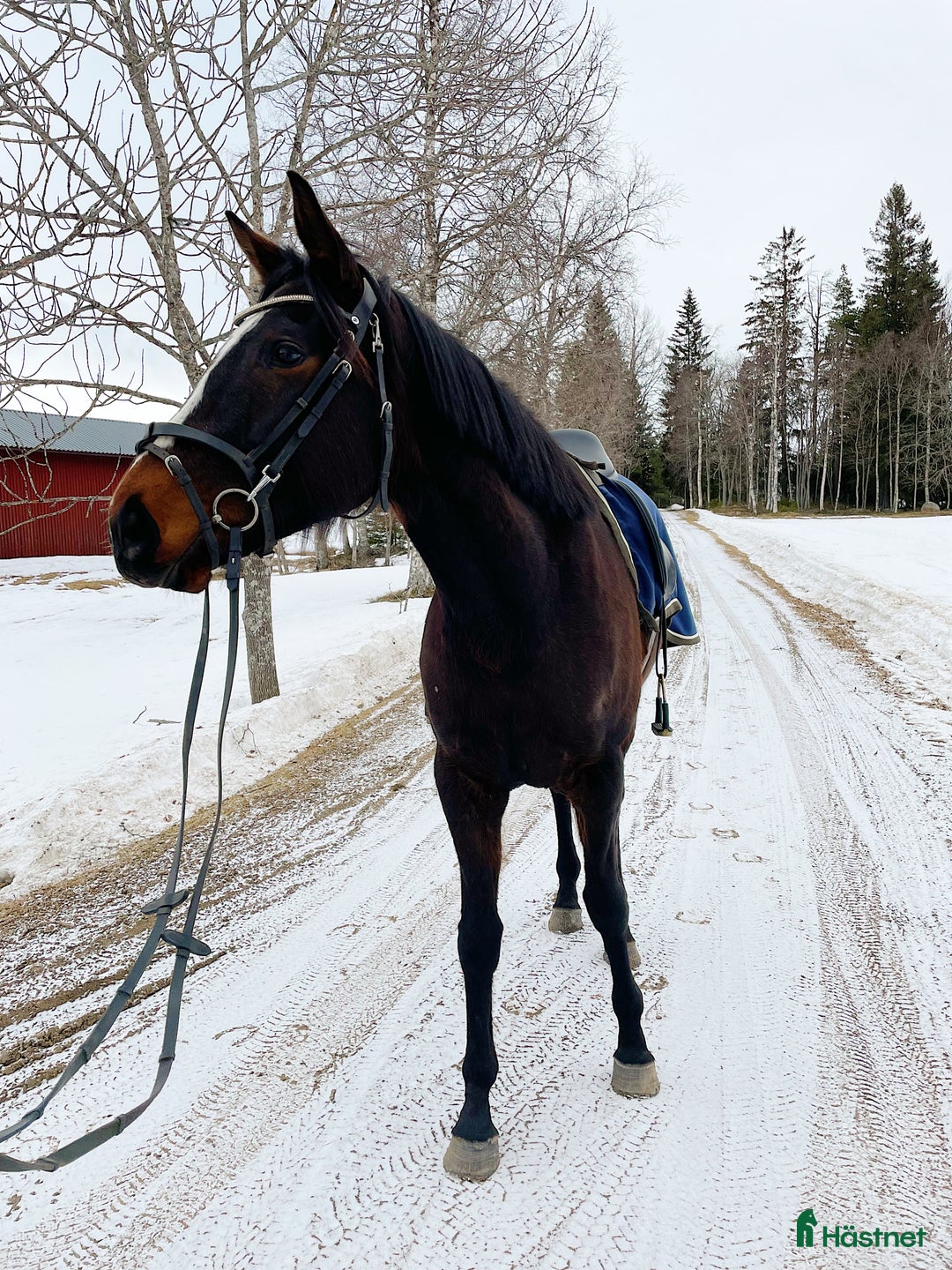 Allround hästar till salu: Stort fullblod som sticker ut i mängden  i Sveg - Annons 5