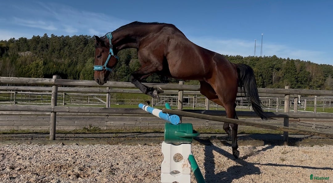 Allround hästar till salu: RAIDER i Mölndal - Annons 4