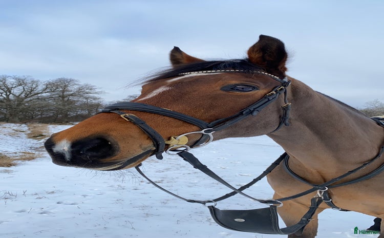  hästar i Boxholm - Annons 5