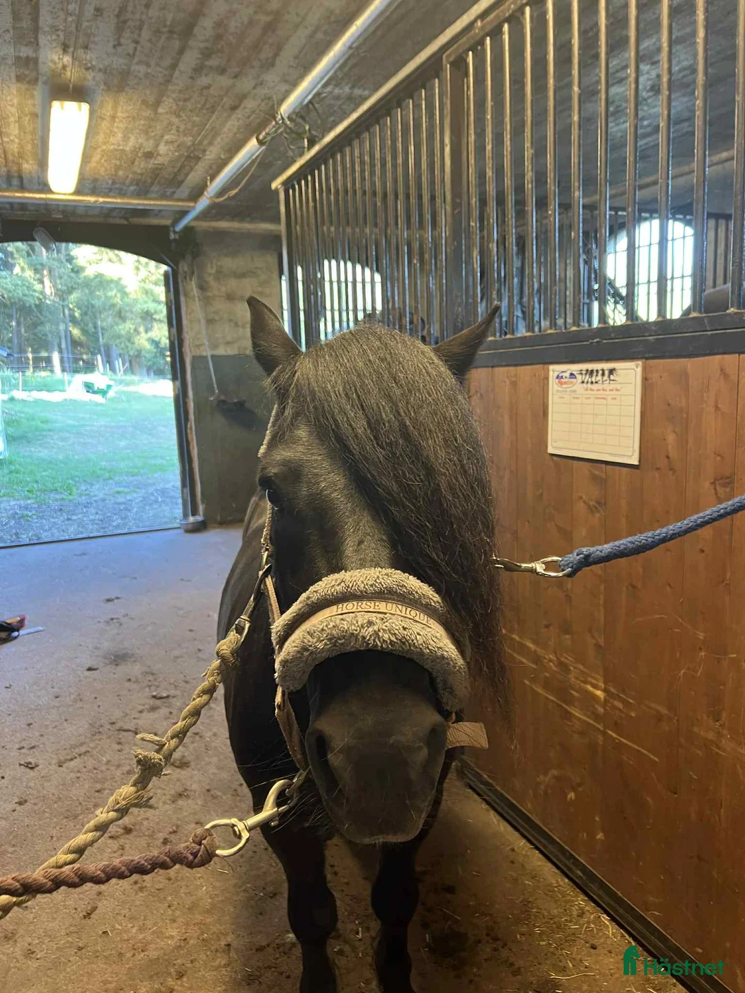 Övrigt hästar till salu: Underbar shettis  - Annons 6