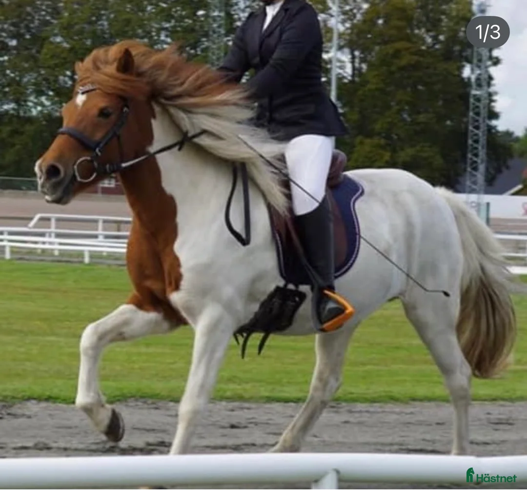 Island hästar till salu: Islandshästar 21år och 5 år  - Annons 2