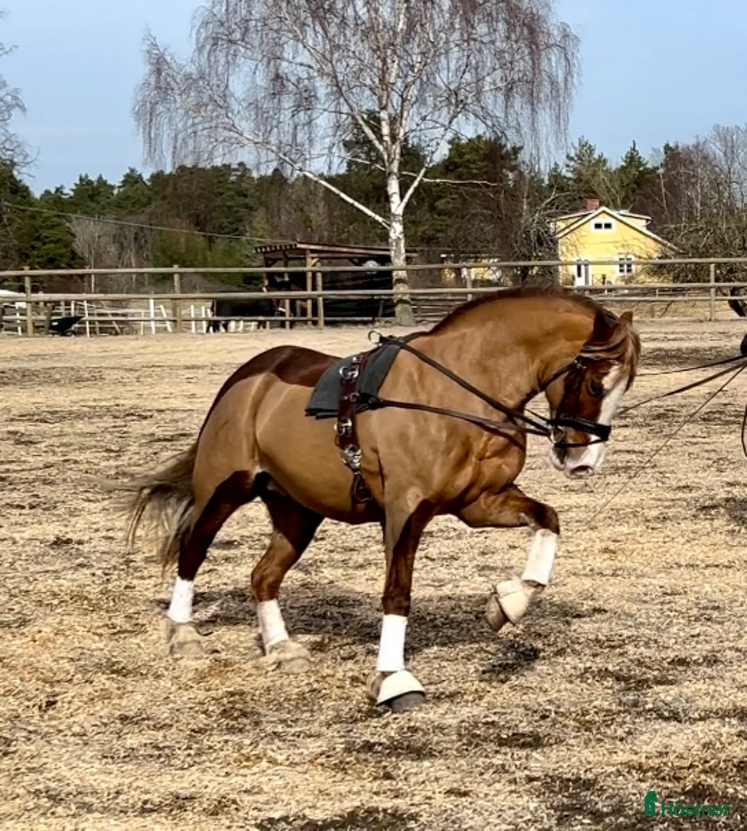 Dressyr hästar till salu: Vacker dressyrponny  i Färentuna - Annons 3