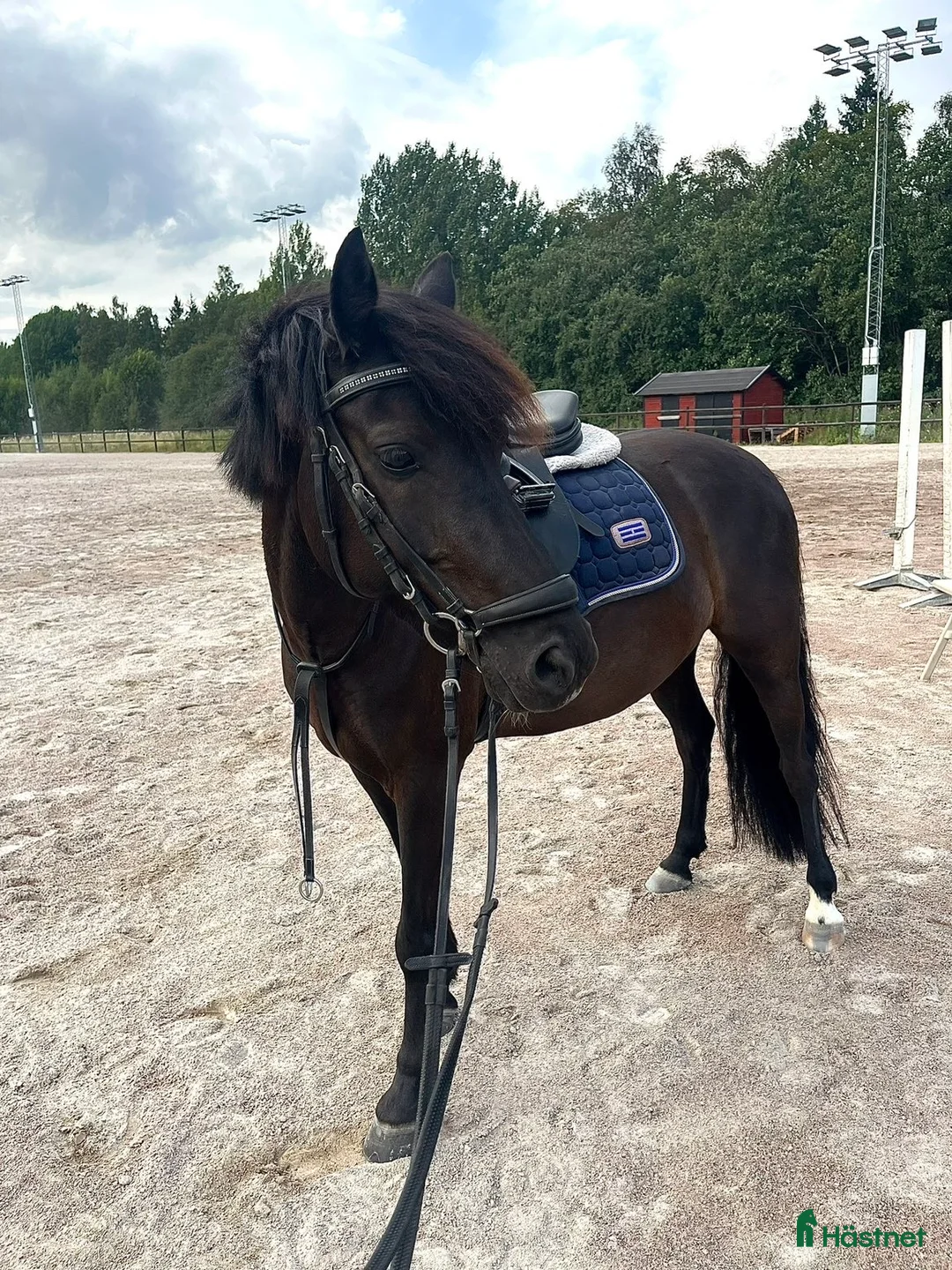 Hoppning hästar till salu: Fynd/Projekt för rätt ryttare!  - Annons 2