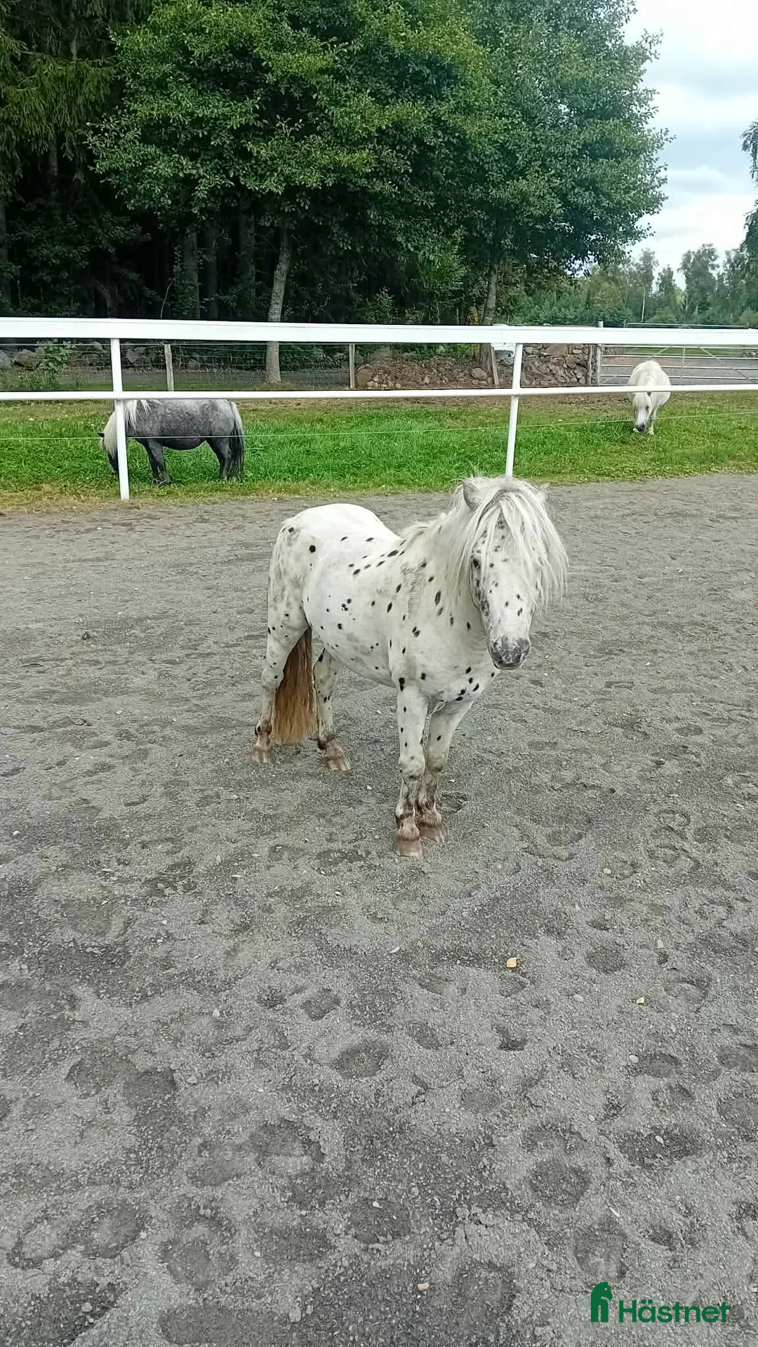 Allround hästar till salu: Söt Ponny - Annons 2