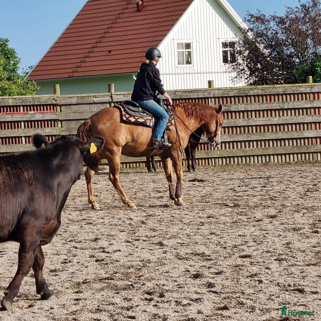Western hästar till salu: 💎Charmig och välriden tävlingshäst 💎 i Varberg - Annons 3