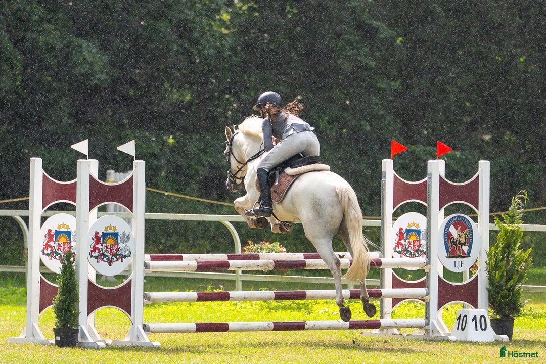 Hoppning hästar till salu: Conemara sport pony i Stockholm - Annons 9
