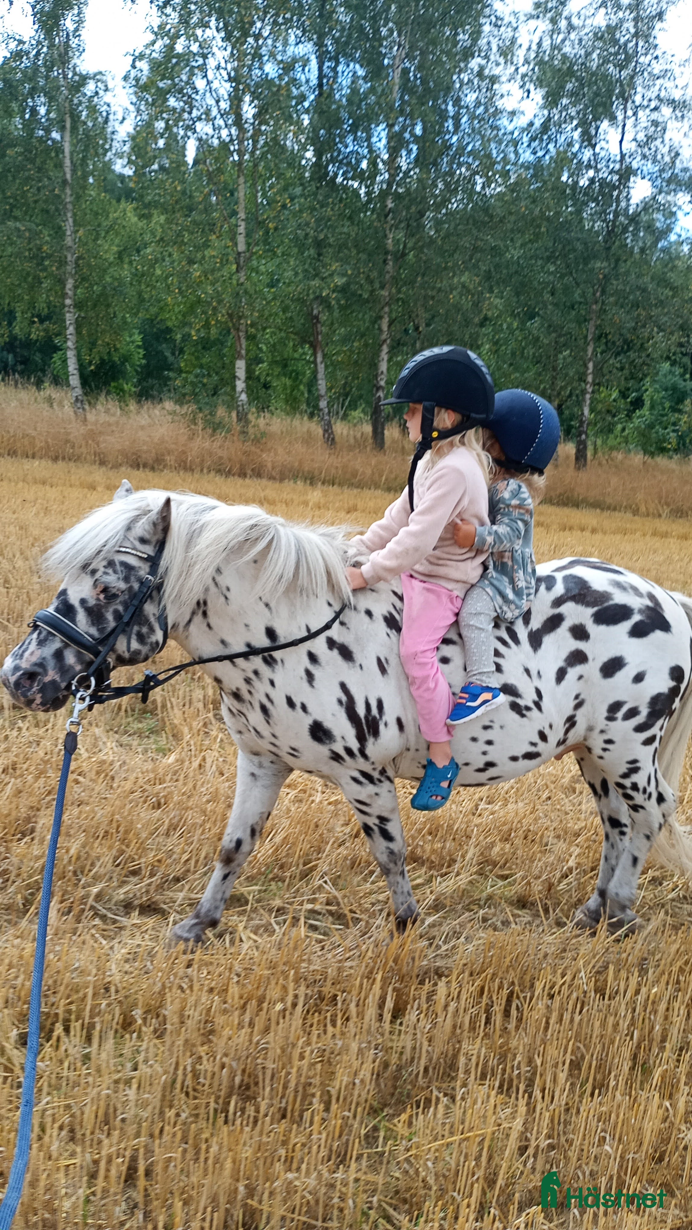 Hästtransporter  fordon & transport till salu: Köpes 3 hästars i Tomelilla - Annons 3