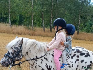 Hästtransporter fordon & transport till salu: Köpes 3 hästars i Tomelilla - Annons 1