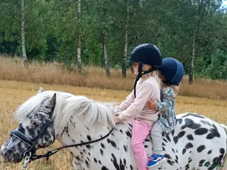 Hästtransporter fordon & transport till salu: Köpes 3 hästars i Tomelilla - Annons 3