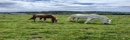  stallplats finnes: Stallplats Lilla Edet - Annons 1