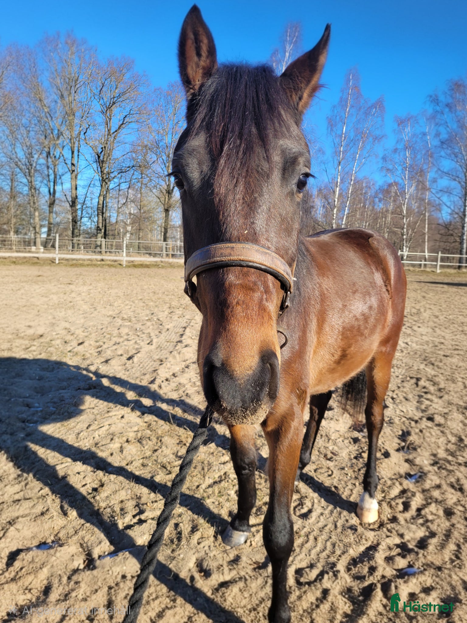  hästar Sportig 3åring - Annons 1