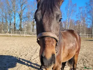 hästar Sportig 3åring - Annons 1