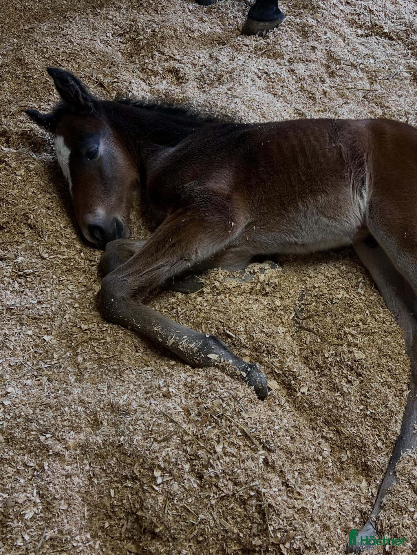  hästar 1 års val e Hayden Hanover - Annons 2