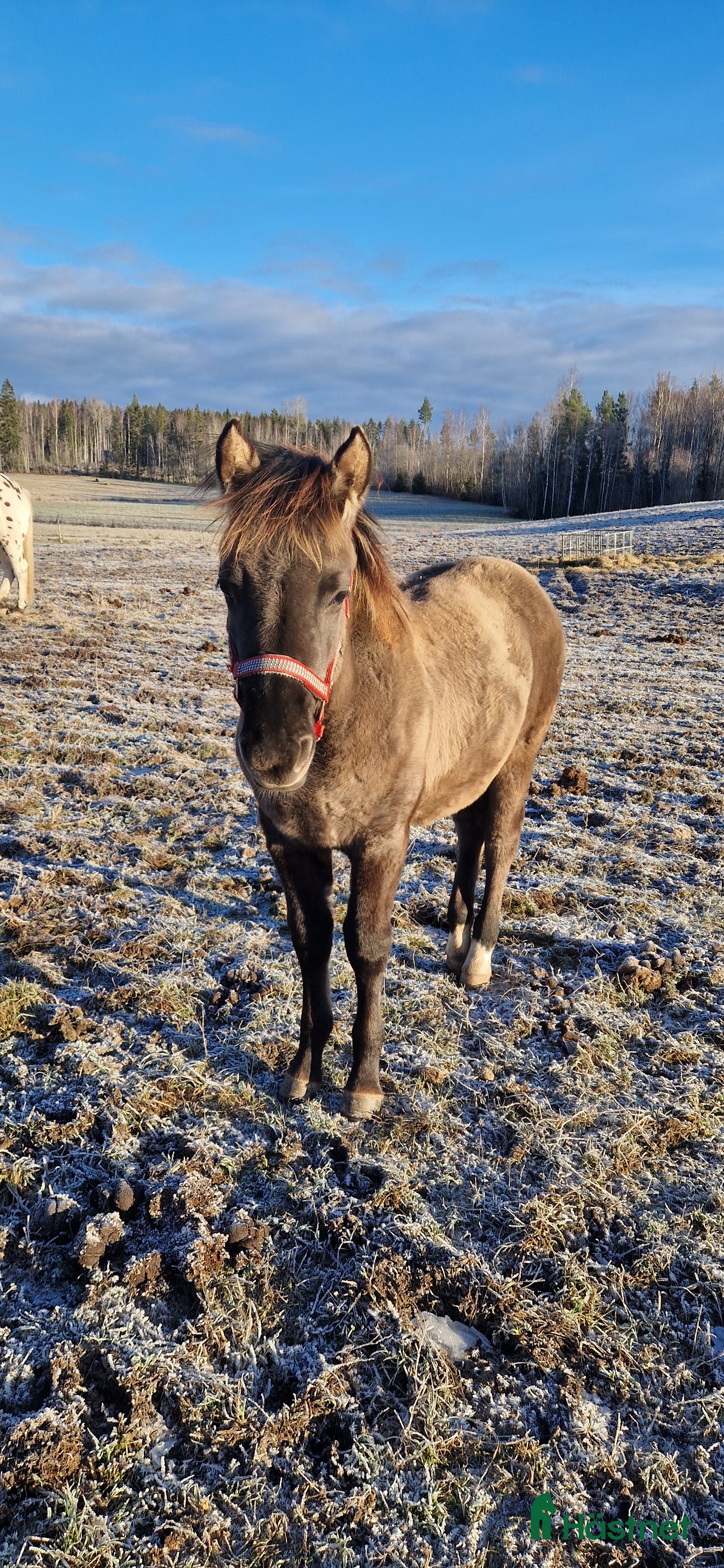  hästar Guld pojken i Söderbärke - Annons 13