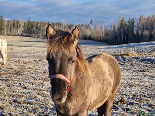 hästar Guld pojken i Söderbärke - Annons 13