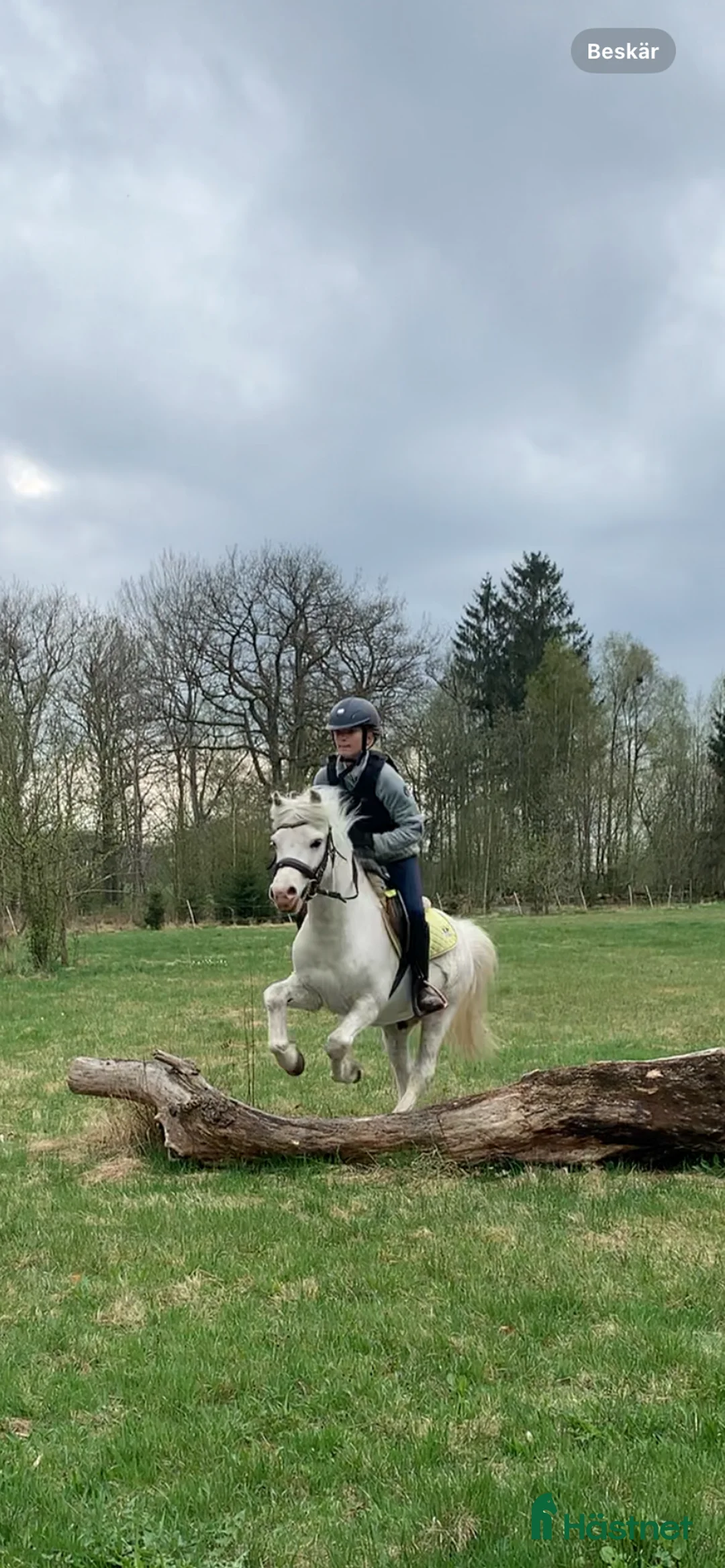 Allround hästar till salu: Sagoponny 🦄 i Hörby - Annons 2